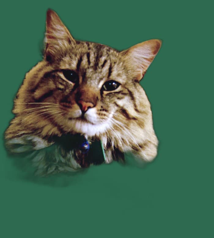 Transport fuer American Bobtail, Tasche, Box und Tierarzttraining