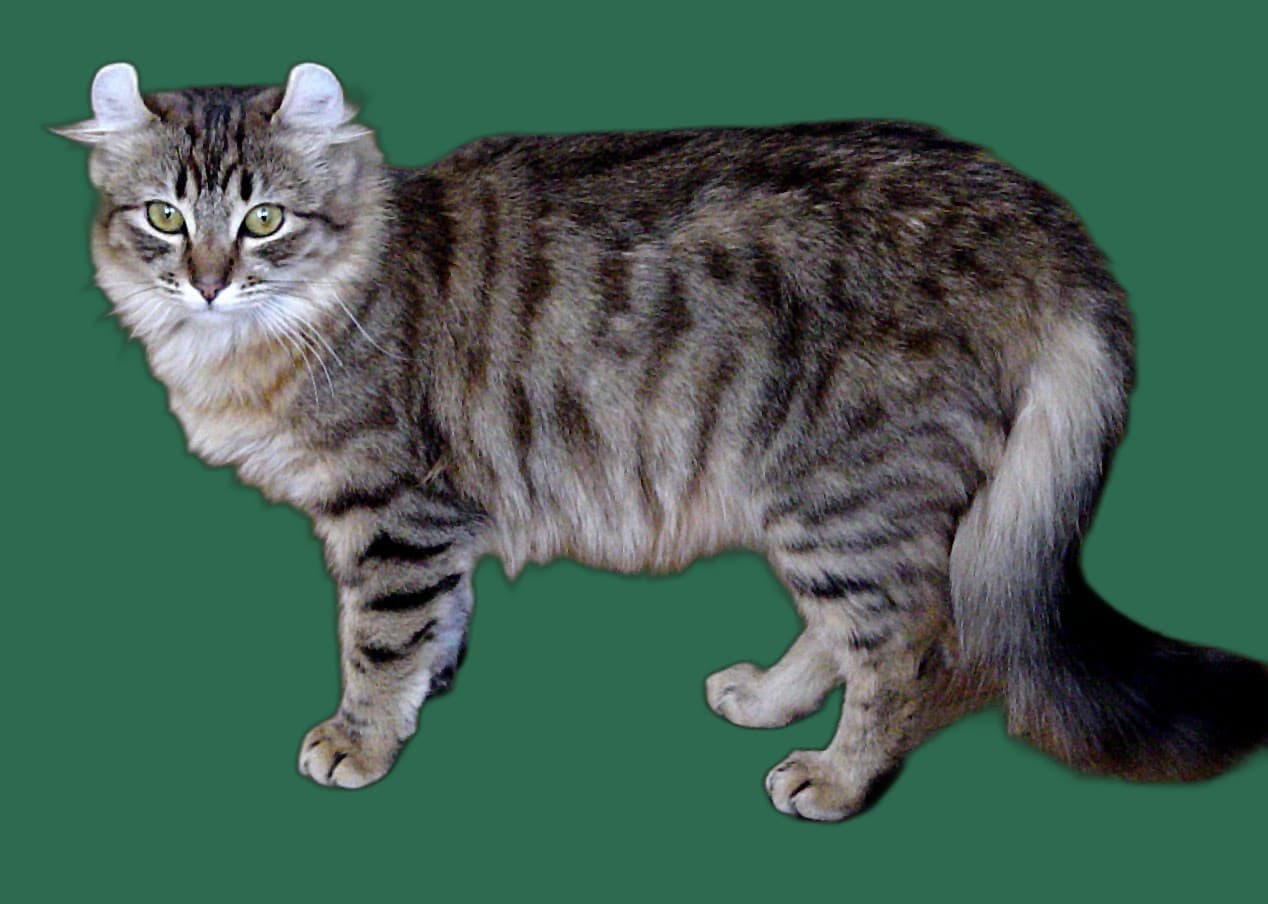 Transport fuer American Curl, Tasche, Box und Tierarzttraining