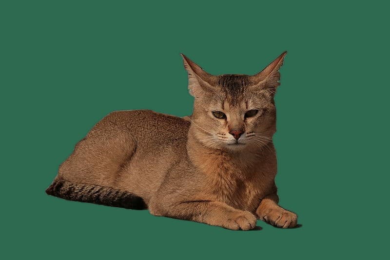 Ernaehrung fuer Chausie, Futterplatz und Futterautomat