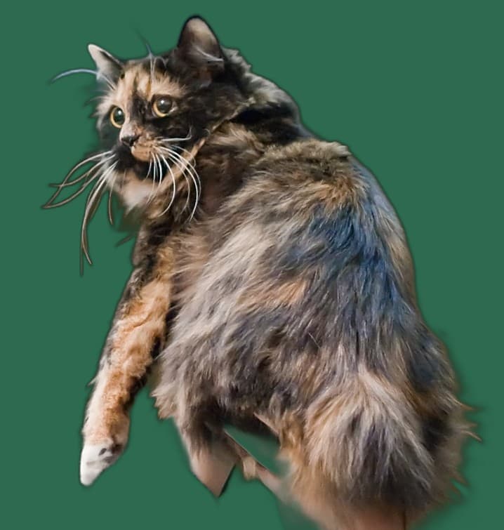 Senior-Katze Cymric, Komfort, Pflege und Alltag