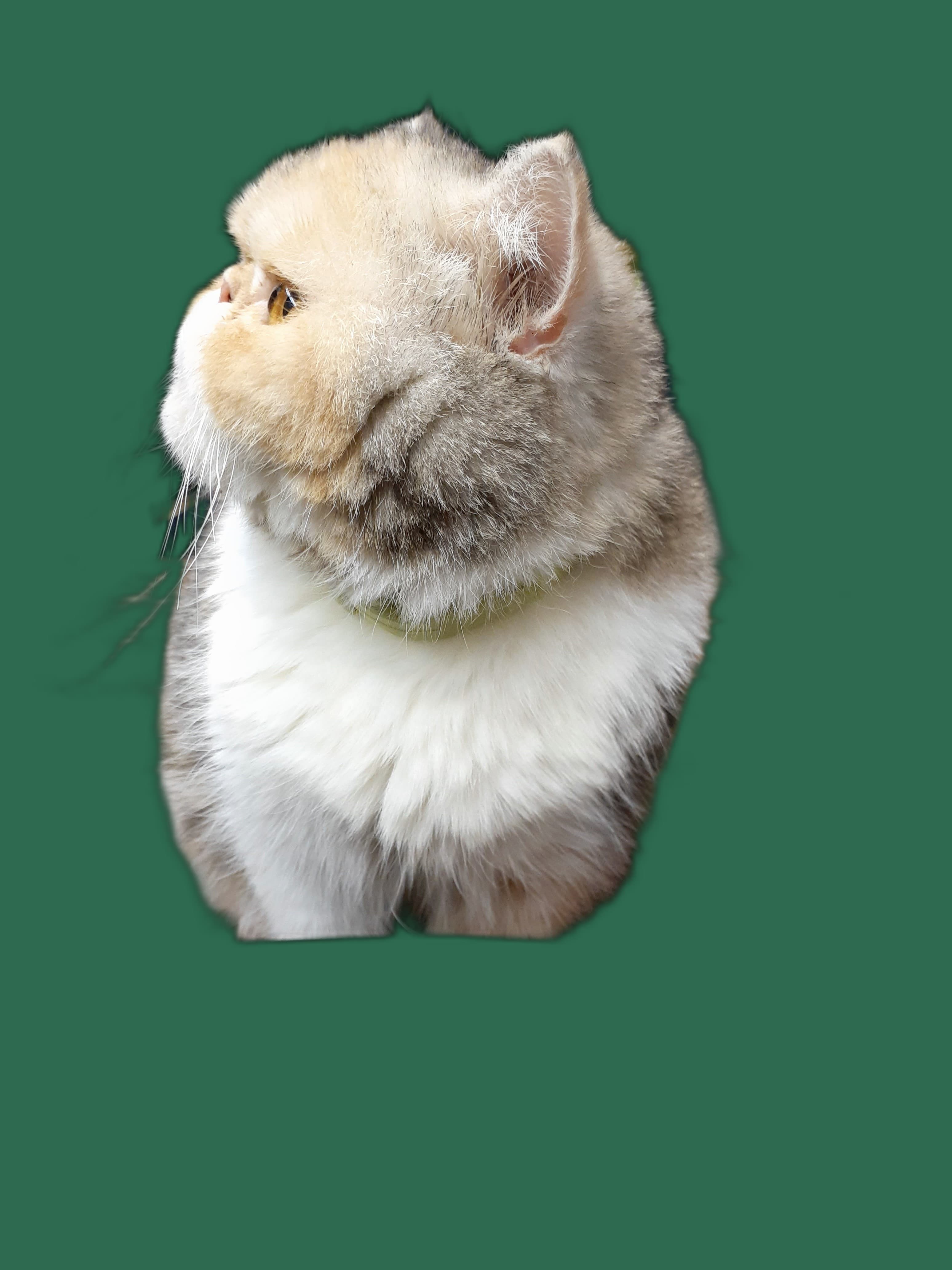 Kratzbaum fuer Exotic Shorthair, stabil, passend und katzengerecht