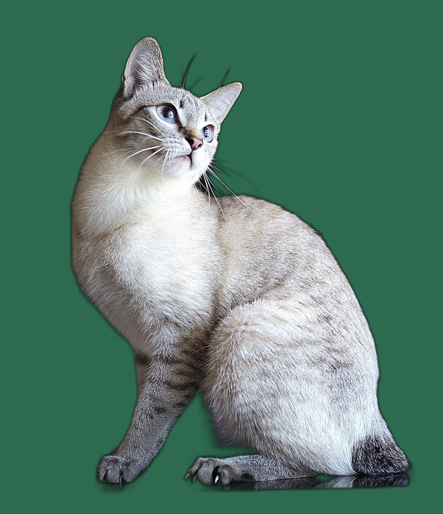 Ernaehrung fuer Mekong Bobtail, Futterplatz und Futterautomat
