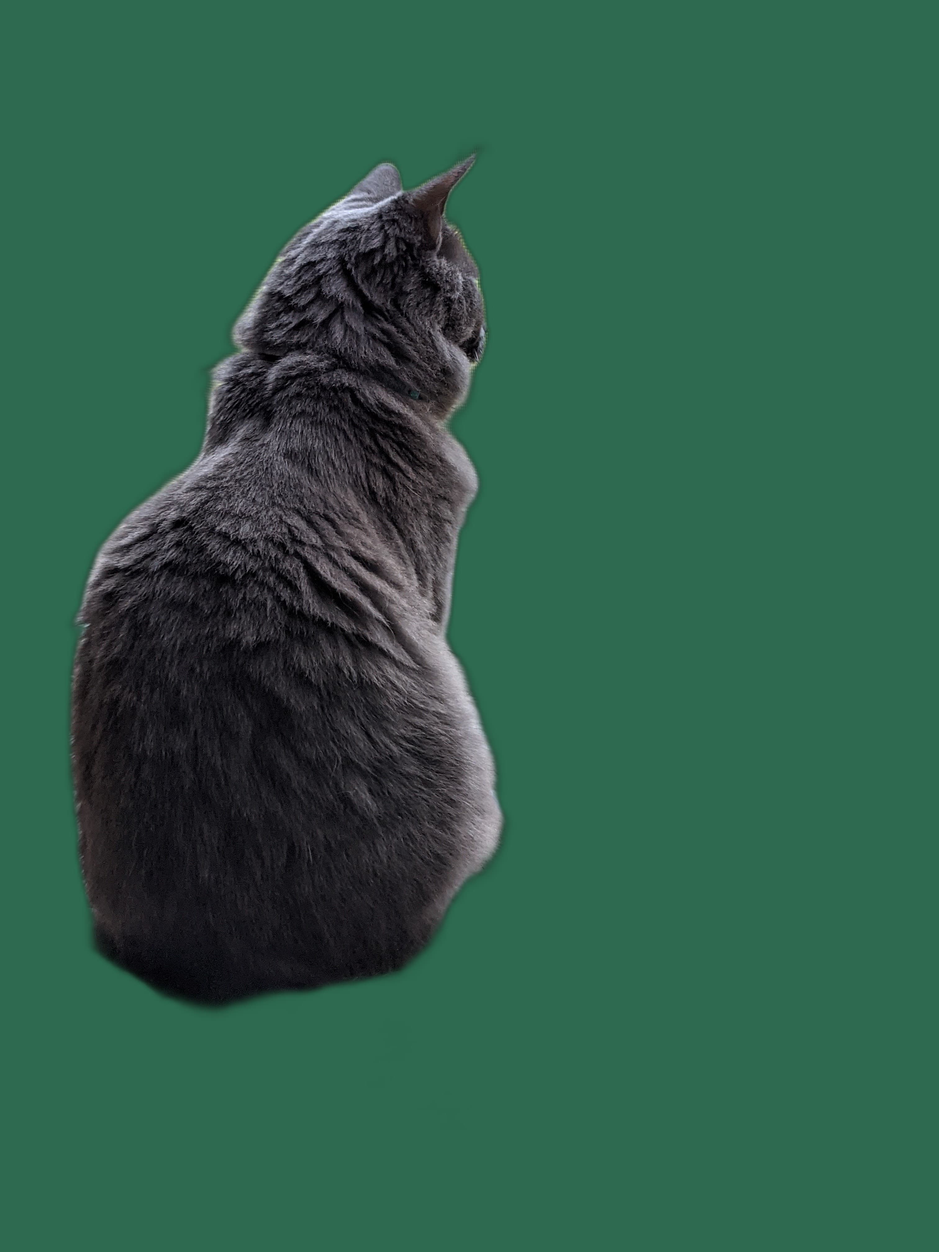 Transport fuer Nebelung, Tasche, Box und Tierarzttraining
