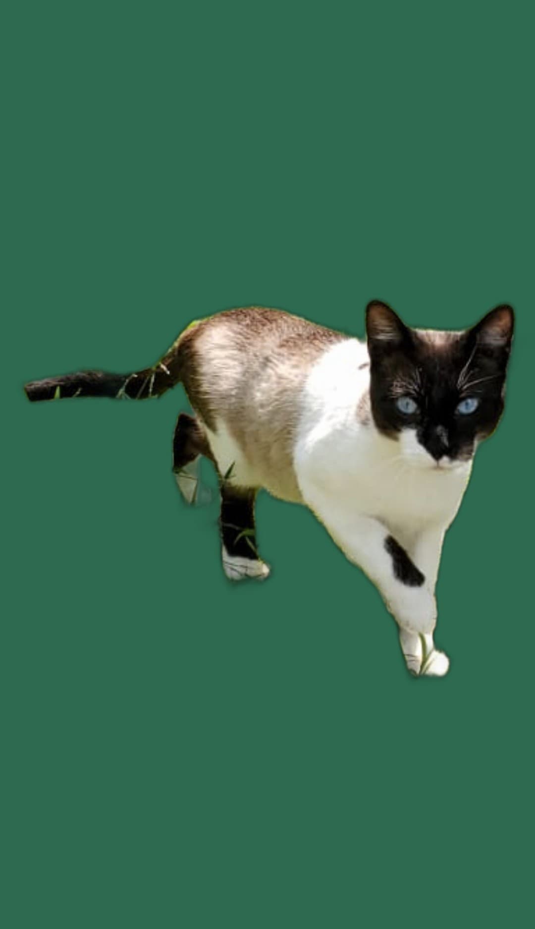 Transport fuer Snowshoe, Tasche, Box und Tierarzttraining
