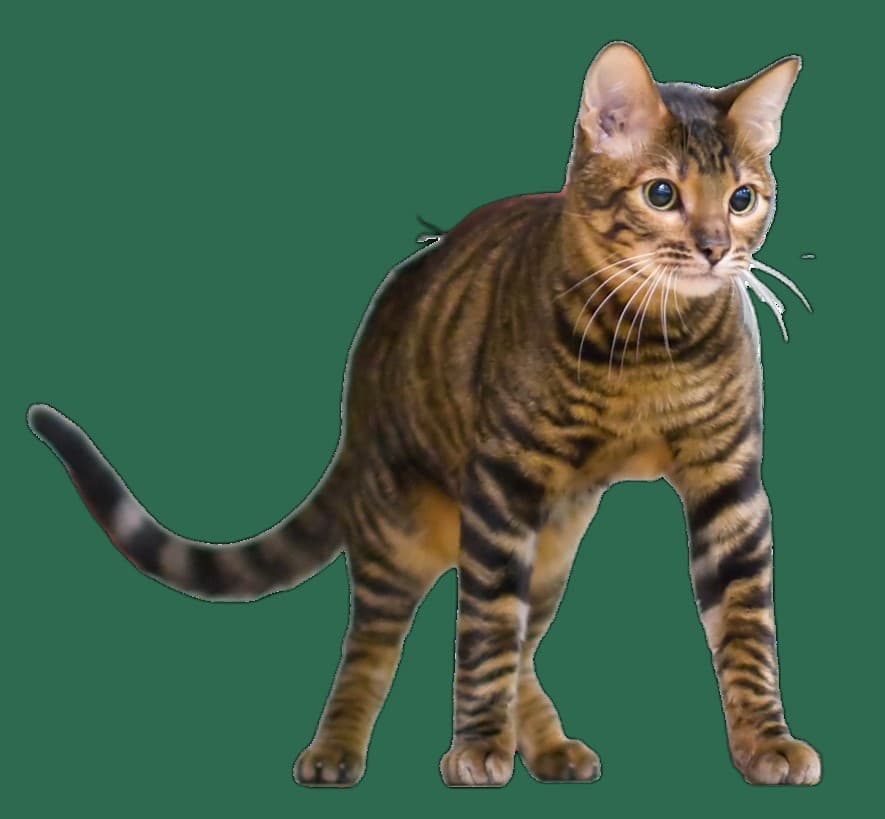 Fellpflege fuer Toyger, Buersten, Haare und Haut