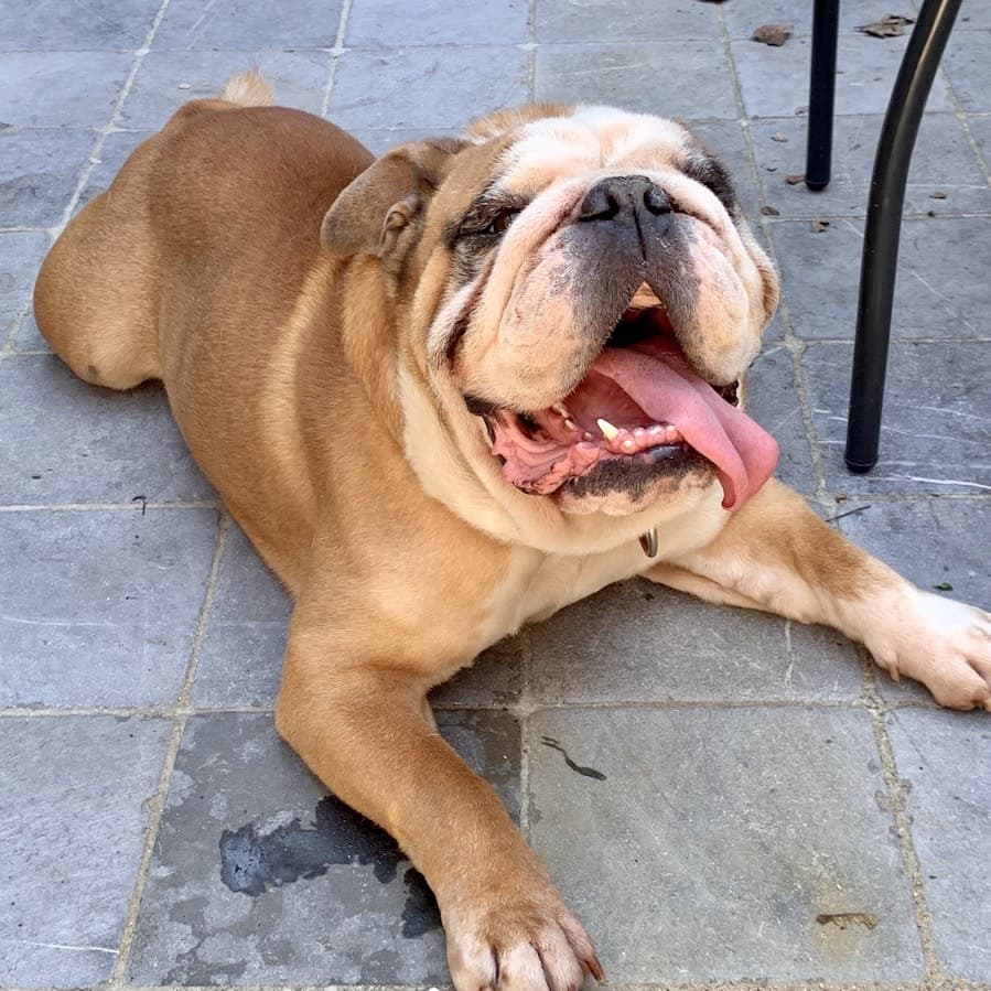 Englische Bulldogge im Winter, Kälteschutz, Pfotenpflege & Tipps