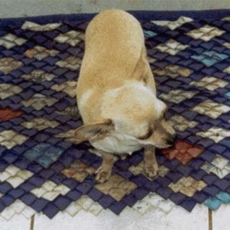 Hundenapf für Chihuahua, Größe, Höhe und Material im Überblick
