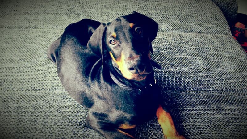 Spielzeug für Dobermann. Was wirklich Spaß macht
