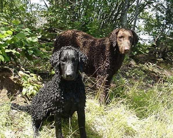 Hund im Auto: Wie Curly Coated Retriever sicher mitfährt