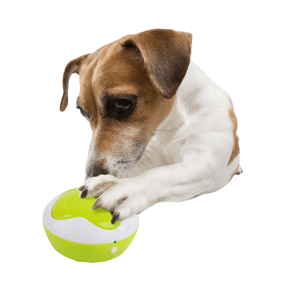 AFP Interactives – Dog Interpreter Lernspielzeug 2