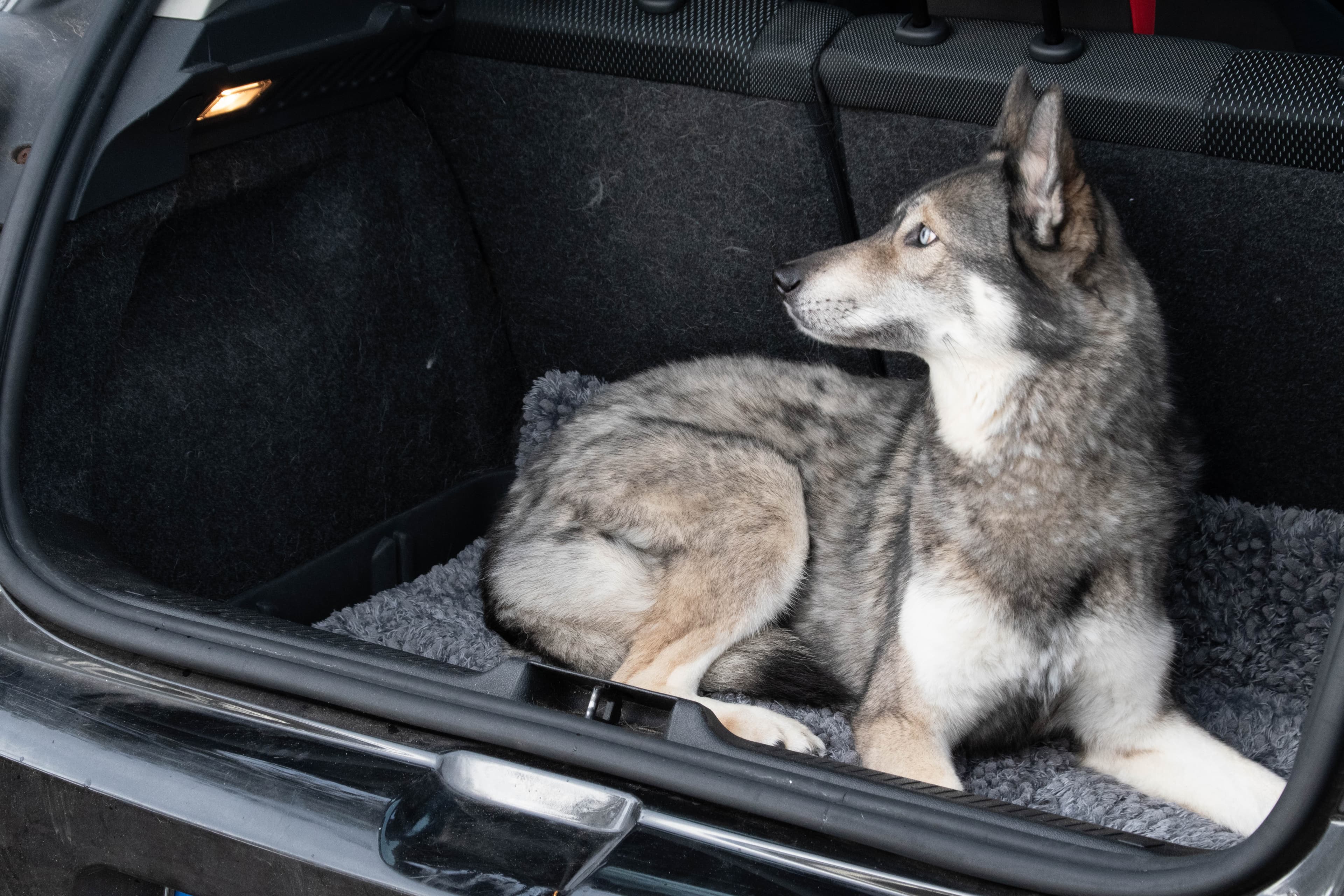 Royal Dry Fußmatte Für Hunde L 3