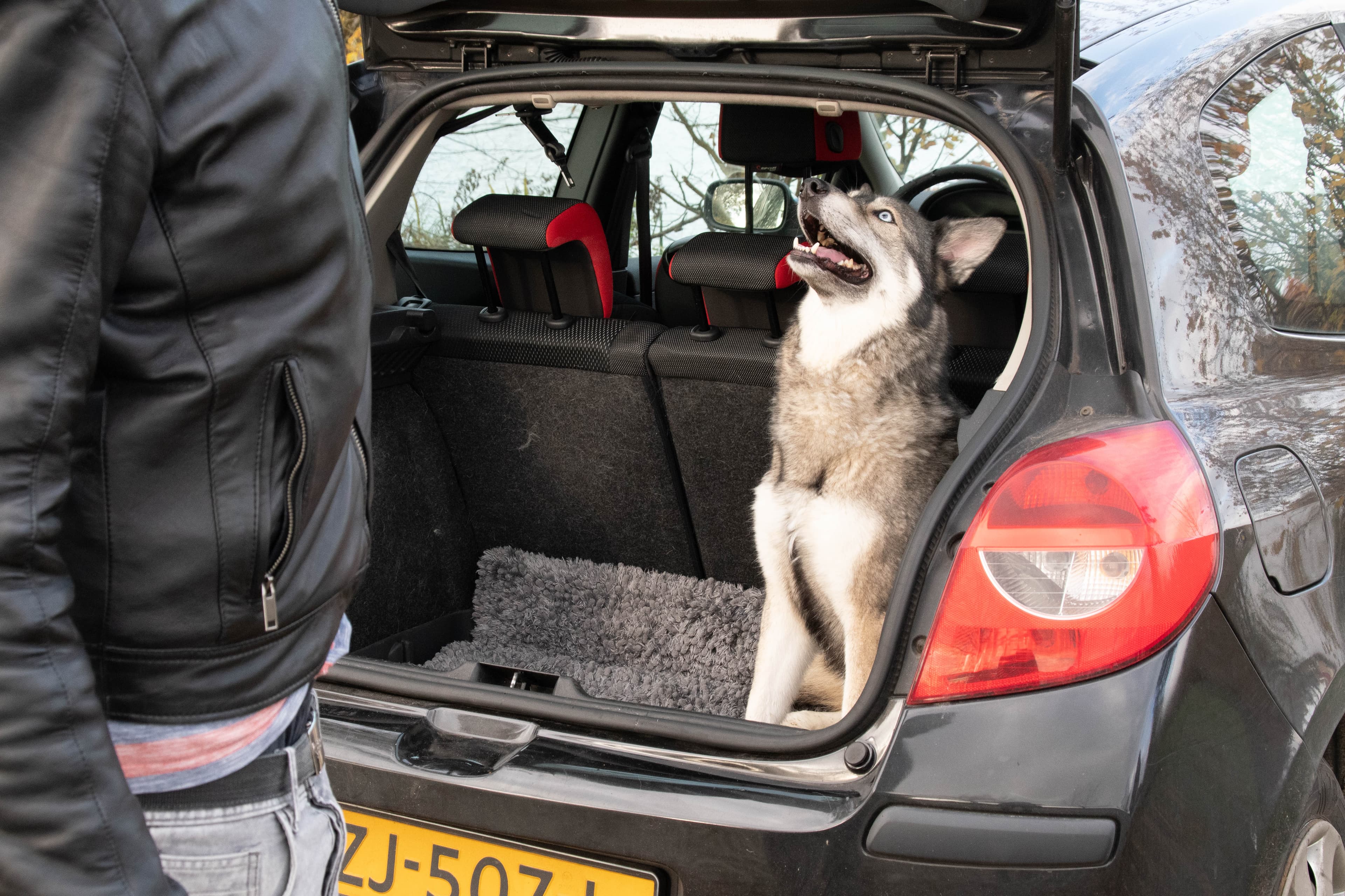 Royal Dry Fußmatte Für Hunde L 4