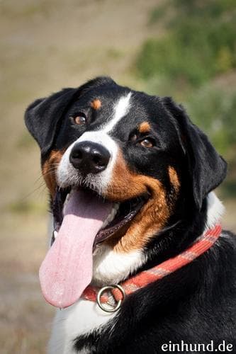 Angst und Stress beim Appenzeller Sennenhund: ruhig helfen