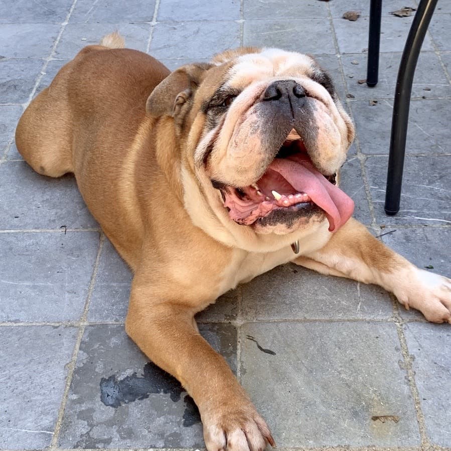 Hund im Auto: Wie Englische Bulldogge sicher mitfährt