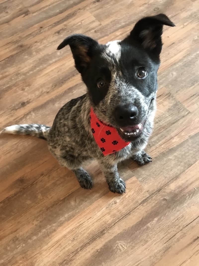 Camping mit Australian Cattle Dog, Ausrüstung & Tipps für Outdoor-Abenteuer