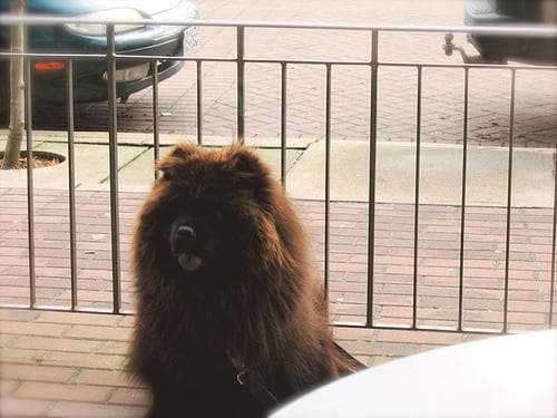 Ernährung für Chow-Chow, das richtige Futter & Fütterungsplan