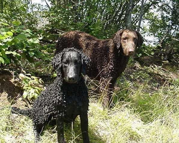 Training & Erziehung für Curly Coated Retriever, was wirklich funktioniert