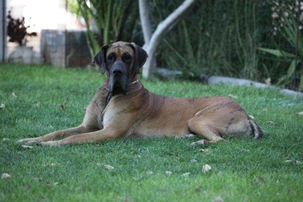 Angst und Stress bei der Deutschen Dogge: ruhig reagieren