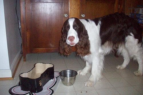 Hund im Auto: Wie English Springer Spaniel sicher mitfährt