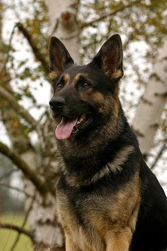 Angst & Stress beim Deutscher Schäferhund. Ursachen und was wirklich hilft