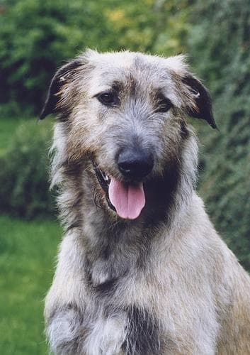 Schnüffeldecke für Irischer Wolfshund, Beschäftigung & Intelligenz