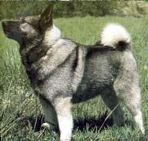 Training & Erziehung für Norwegischer Elchhund, was wirklich funktioniert