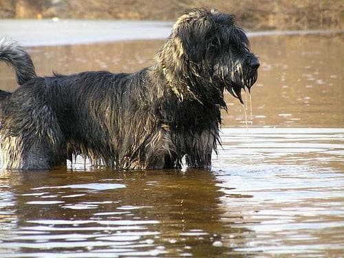 Schnauzer im Winter, Kälteschutz, Pfotenpflege & Tipps