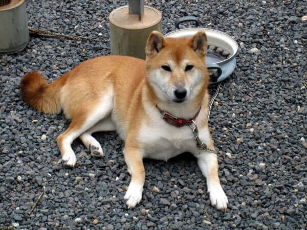 Hund im Auto: Wie Shiba Inu sicher mitfährt