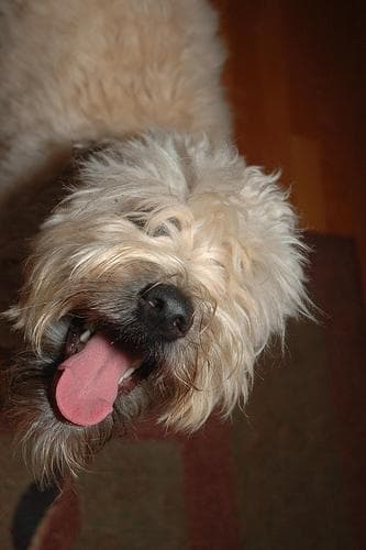 Hund im Auto: Wie Soft Coated Wheaten Terrier sicher mitfährt