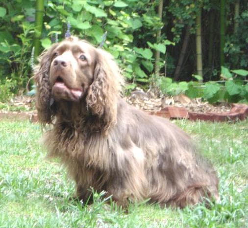Training & Erziehung für Sussex Spaniel, was wirklich funktioniert
