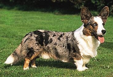 Camping mit Welsh Corgi Cardigan, Ausrüstung & Tipps für Outdoor-Abenteuer