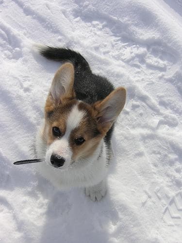 Hund im Auto: Wie Welsh Corgi Pembroke sicher mitfährt