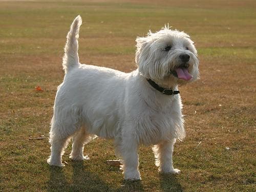 West Highland White Terrier und Wasser sicher erleben