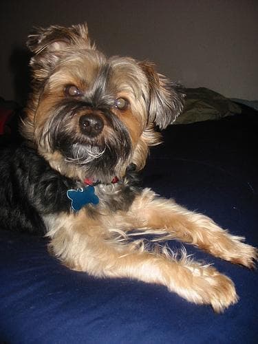 Angst & Stress beim Yorkshire Terrier. Ursachen und was wirklich hilft