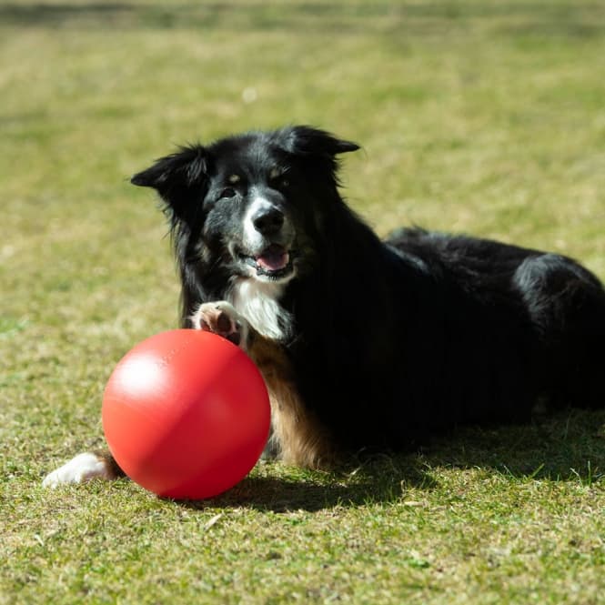 PROCYON Treibball Größe S - extra stabil - rot 2