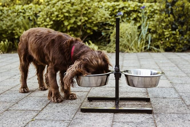 Nobby Napfständer Diner Bar - 2x 4,5l / bis 60 cm 2