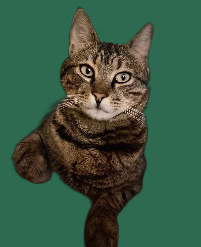 Ernaehrung fuer Aegaeische Katze, Futterplatz und Futterautomat