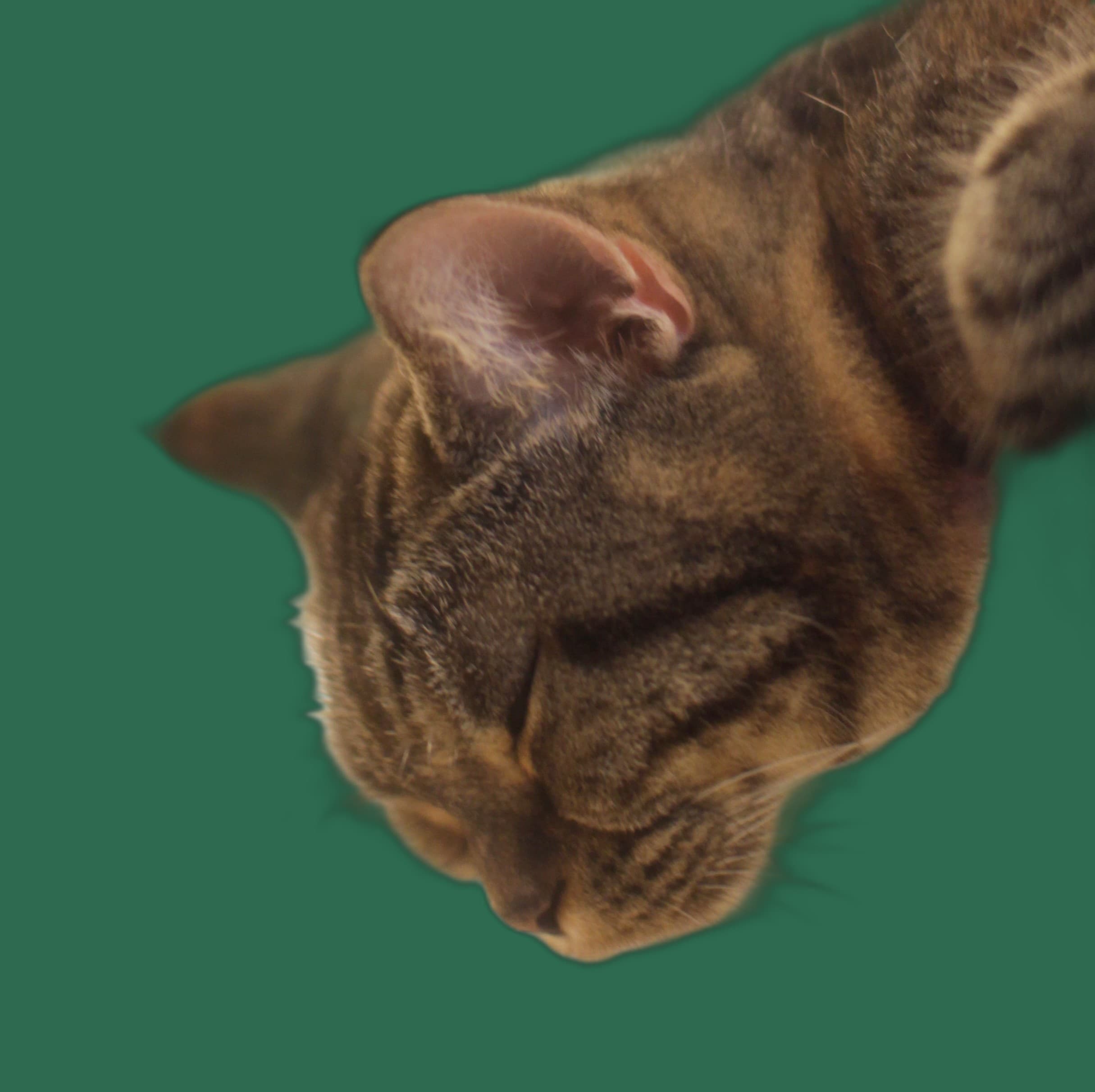 Kratzbaum fuer American Shorthair, stabil, passend und katzengerecht