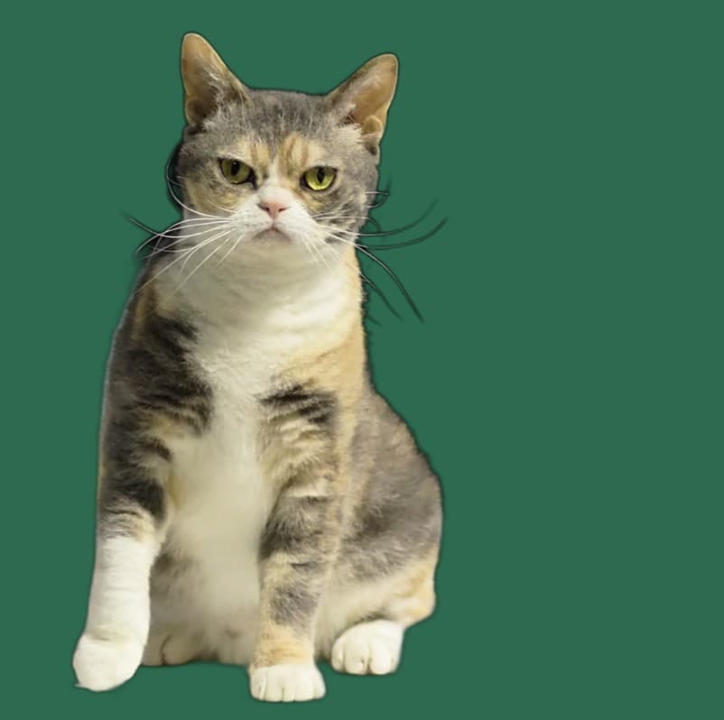 Angst und Stress bei American Wirehair, Rueckzug und Ruhe
