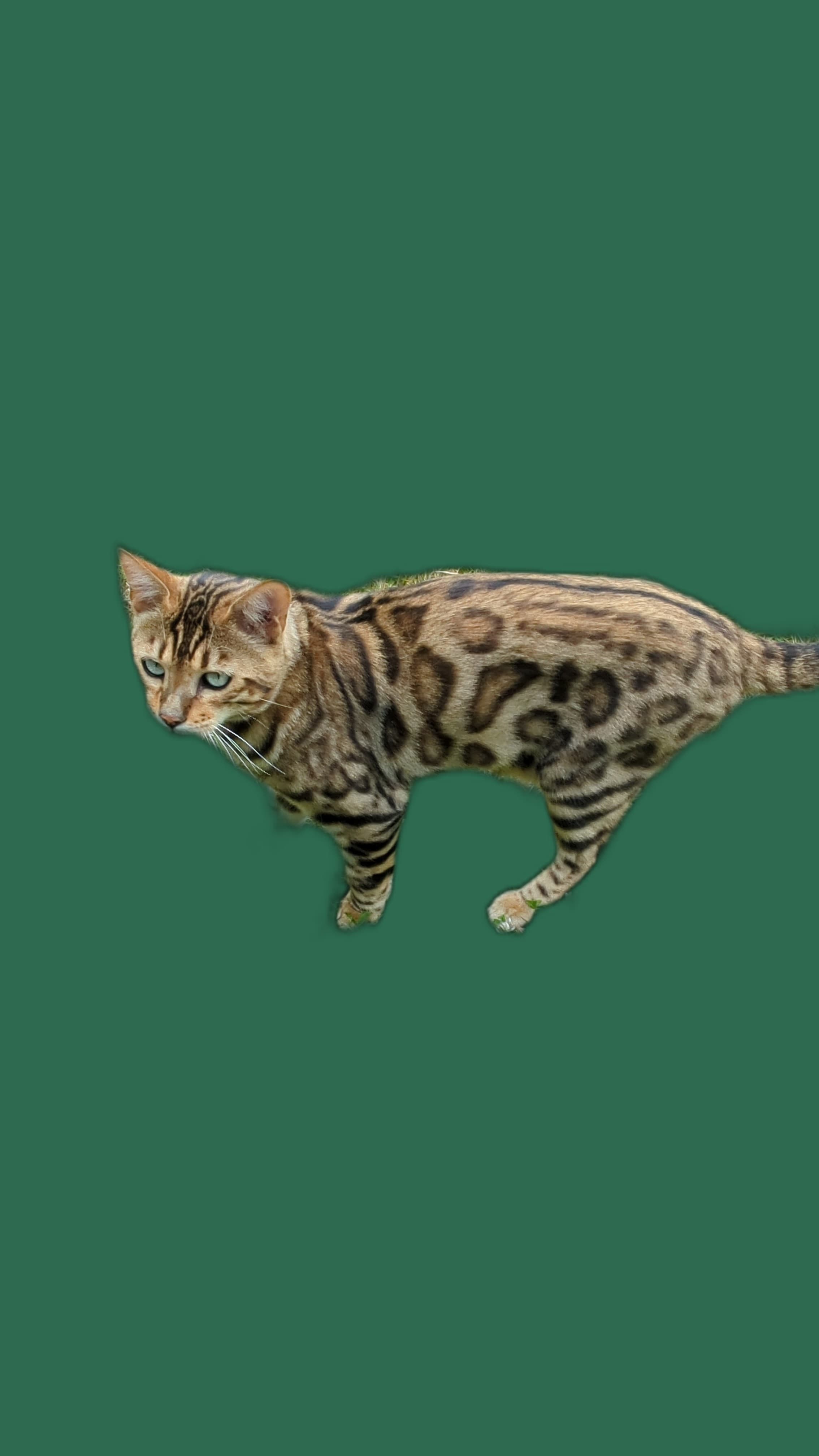 Transport fuer Bengal, Tasche, Box und Tierarzttraining