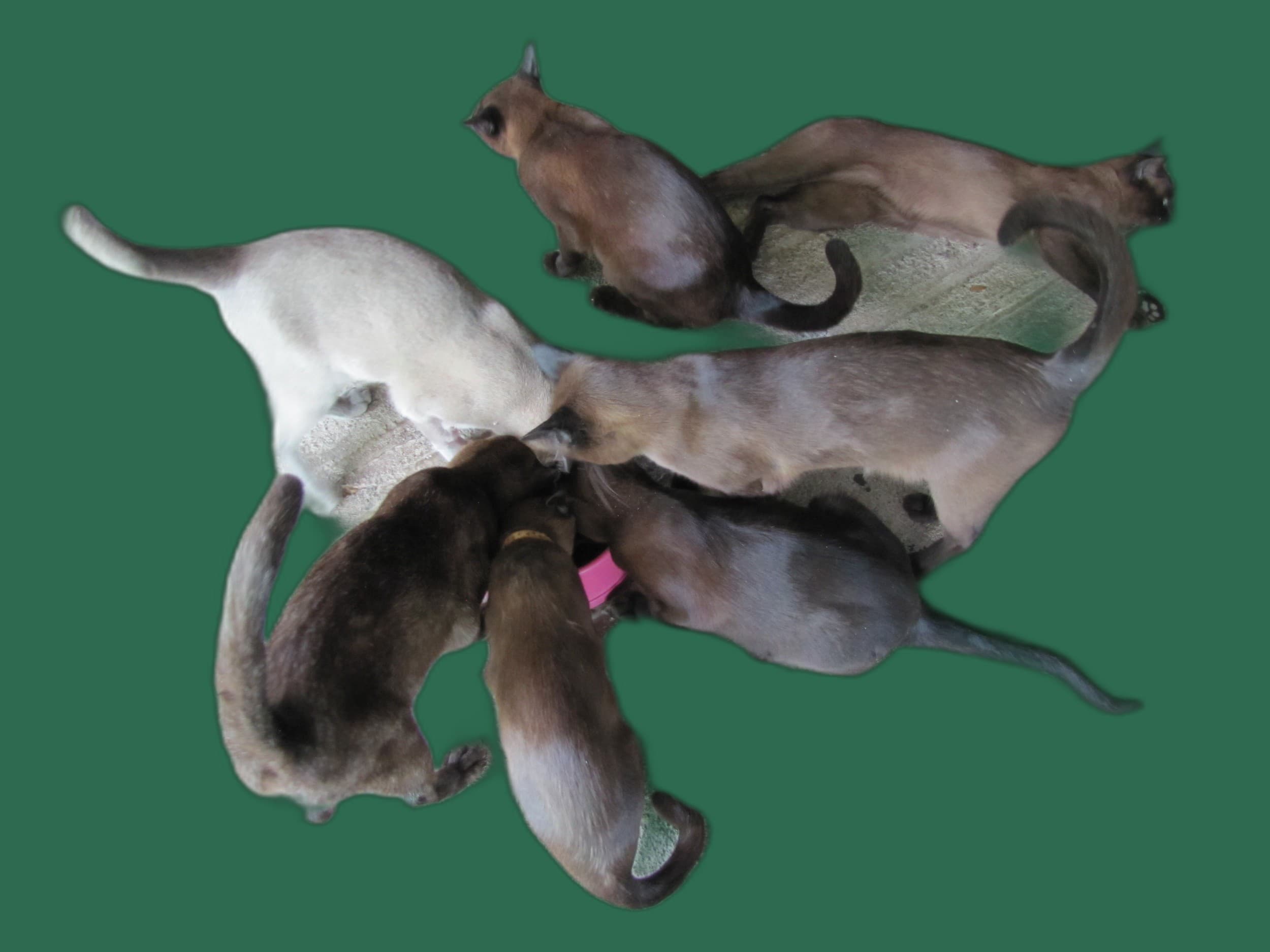 Transport fuer Burmese, Tasche, Box und Tierarzttraining