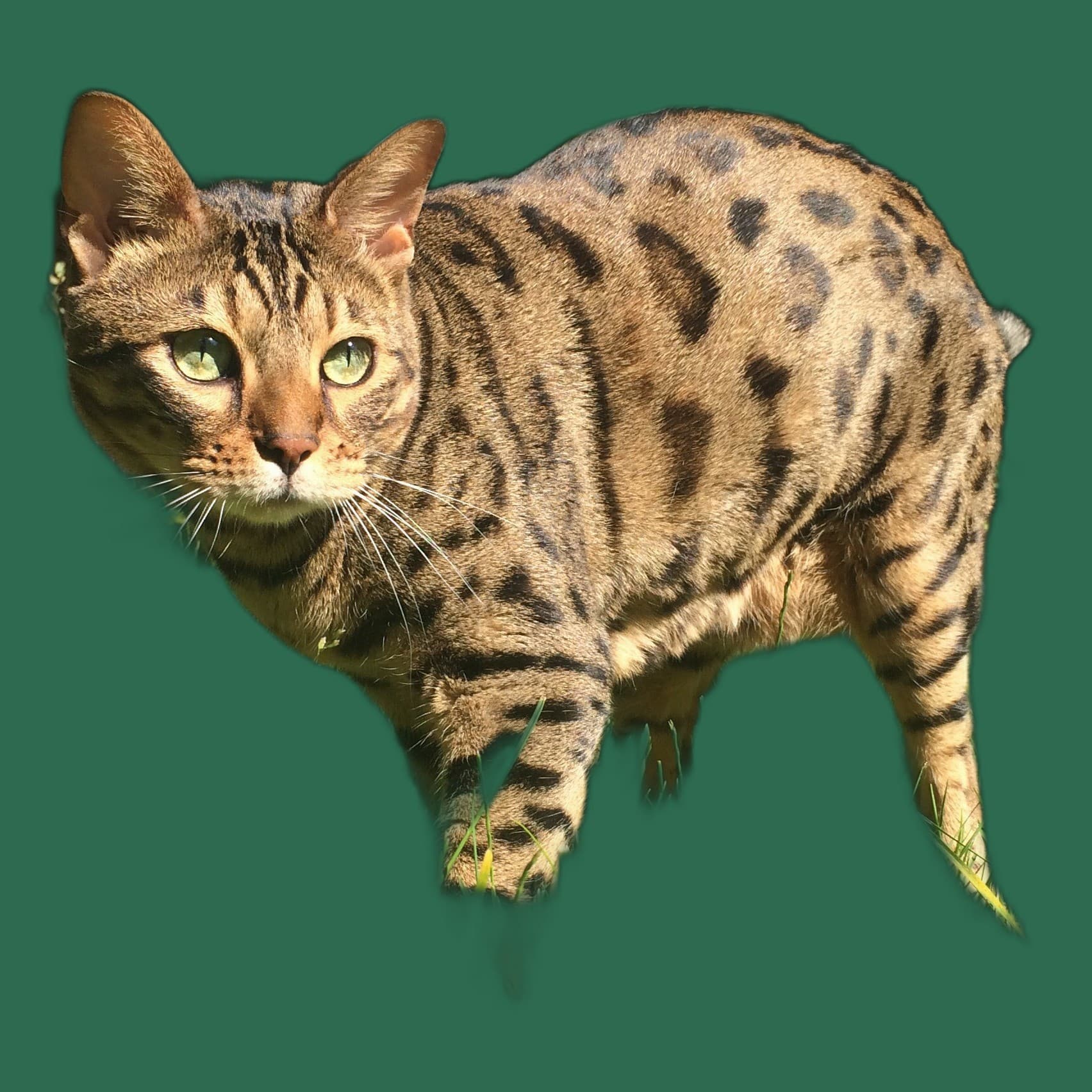 Senior-Katze Cheetoh, Komfort, Pflege und Alltag