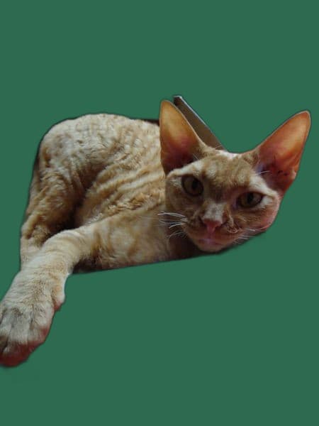 Angst und Stress bei Devon Rex, Rueckzug und Ruhe