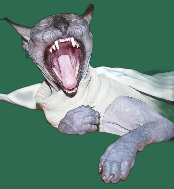 Kratzbaum fuer Don Sphynx, stabil, passend und katzengerecht