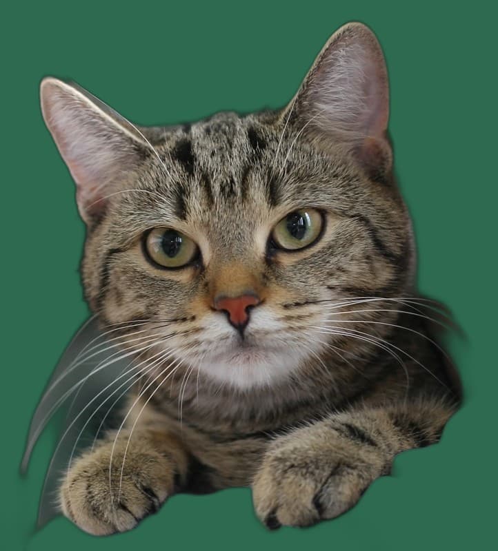 Senior-Katze Europaeisch Kurzhaar, Komfort, Pflege und Alltag