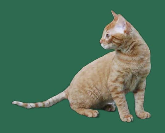 Katzenbett fuer German Rex, Schlafplatz und Rueckzugsort
