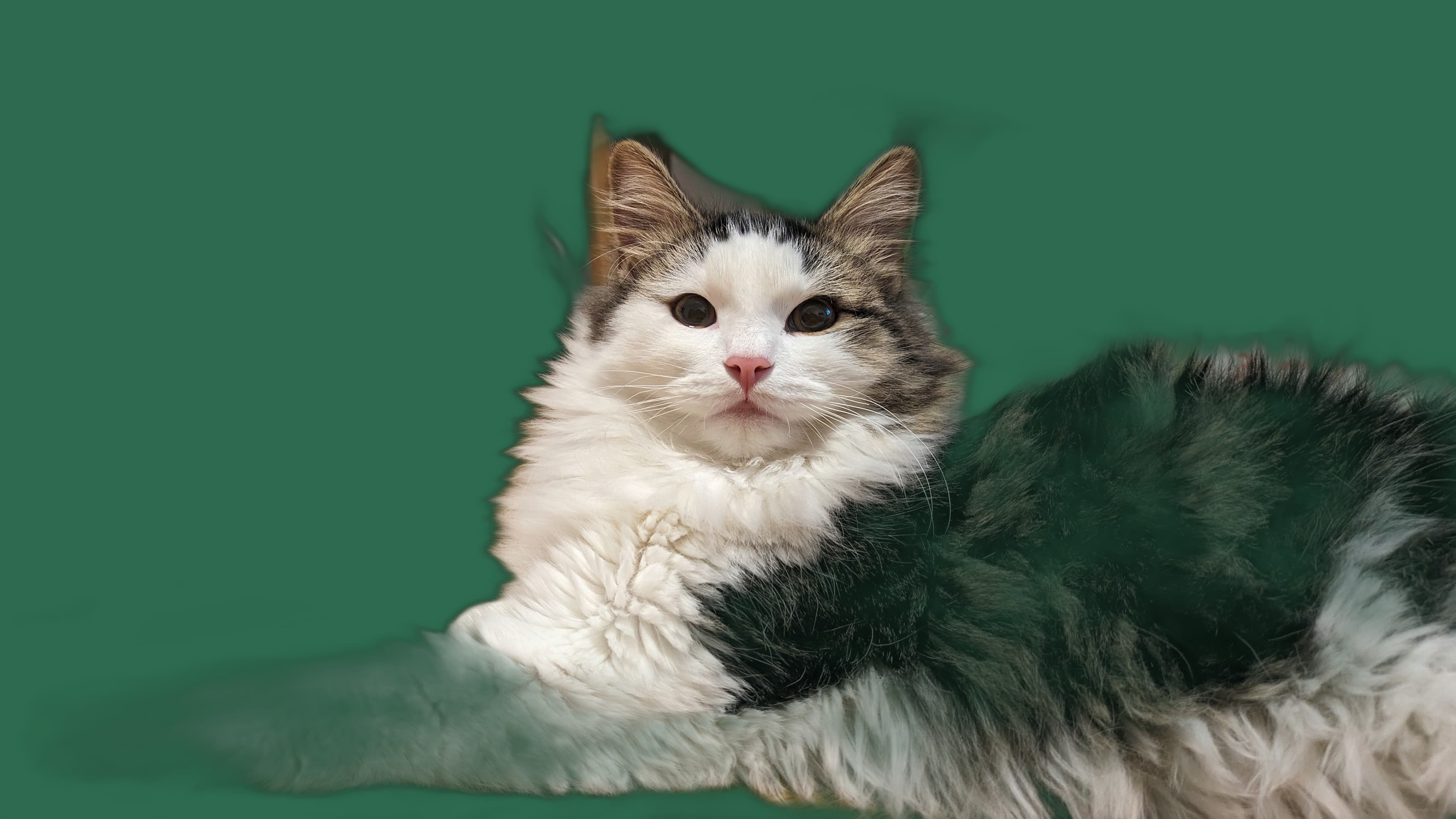 Angst und Stress bei Hauskatze Langhaar, Rueckzug und Ruhe