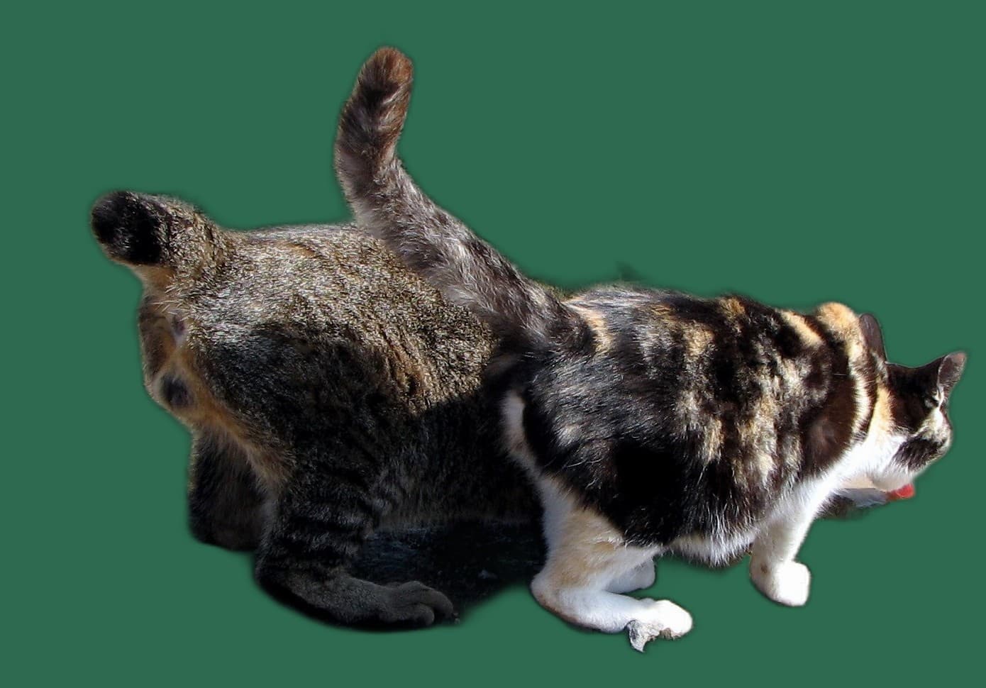 Angst und Stress bei Japanese Bobtail, Rueckzug und Ruhe