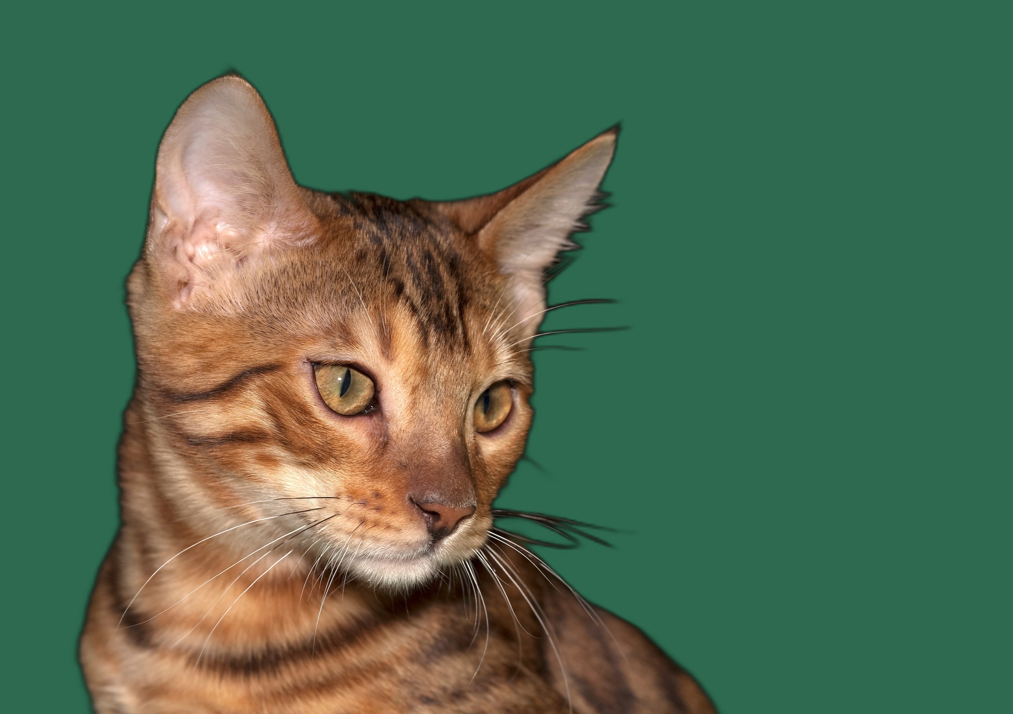 Kratzbaum fuer Kitten (alle Rassen), stabil, passend und katzengerecht