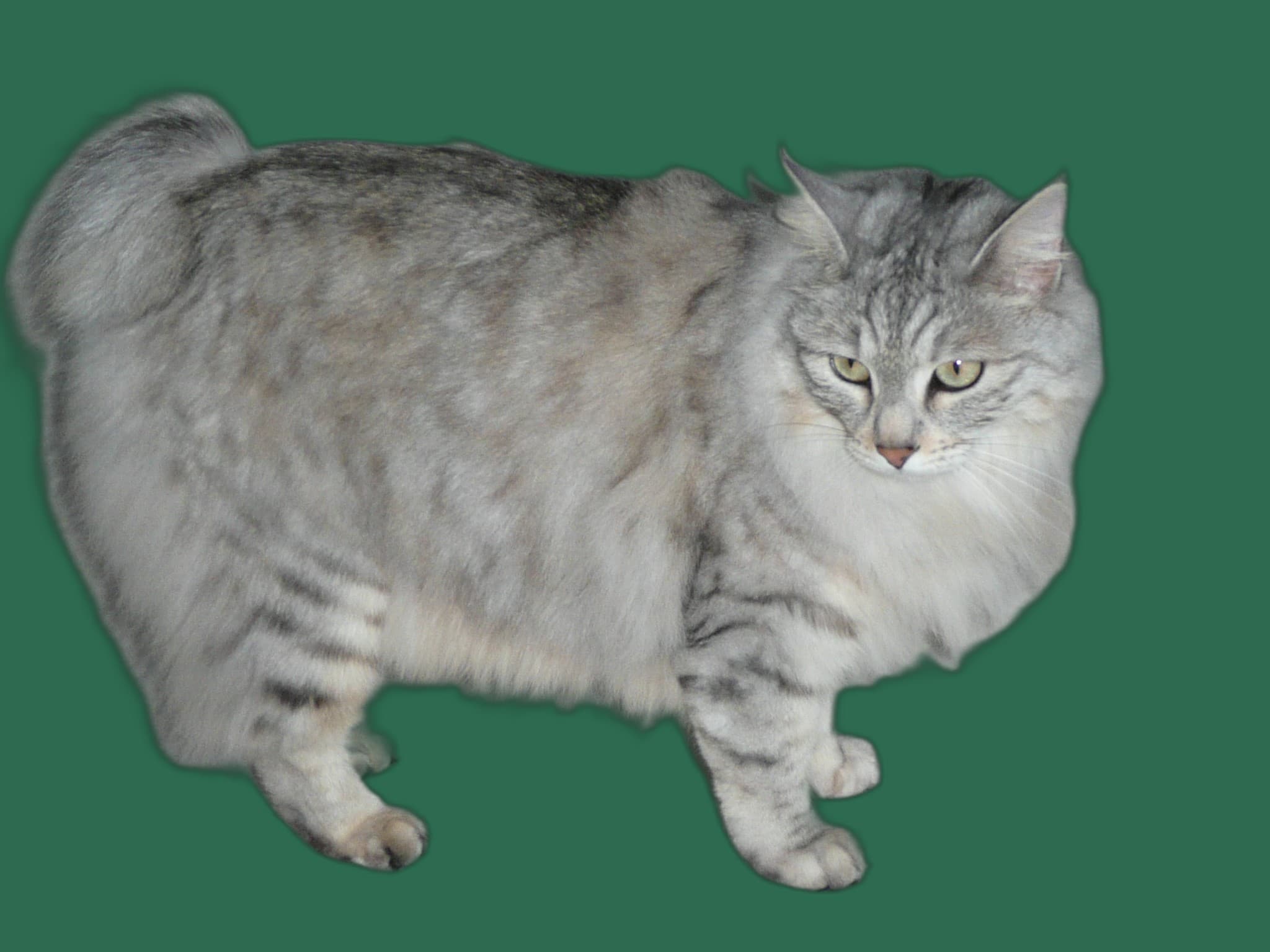 Ernaehrung fuer Kurilian Bobtail, Futterplatz und Futterautomat